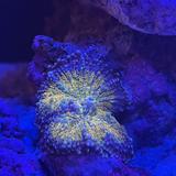 ミツクマ
