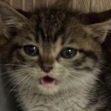 あかりんか