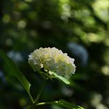 デザインはなさく