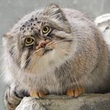 ナカノリョウ