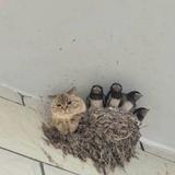 ともんちっち