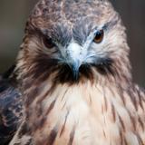 EagleMaru