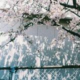 桜庭さつき