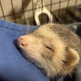 はやちんさん