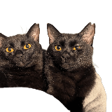 沖縄の黒猫