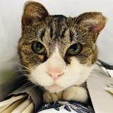 動物業界就活相談　Ike