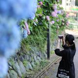 maron_jp