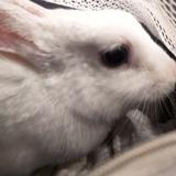 HARERU_mix