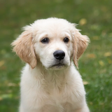 犬坂毛野