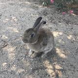 いらか すい