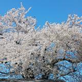 伴の桜