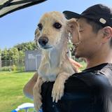 Romio dog