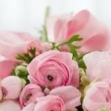 Lily073