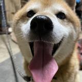 akikotapapa
