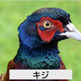 kijistagram