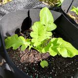 植物ラボ