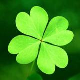 office clover