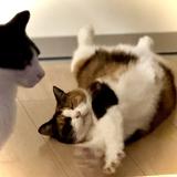 びっぐまっく