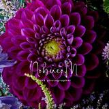 Nobgraph