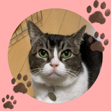 保護猫ナース