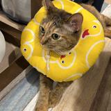 はなまるドーナツ
