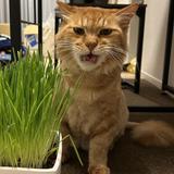 akicats