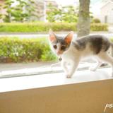 pomucha87