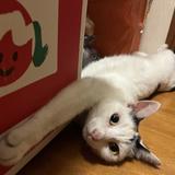 にゃまゆき