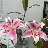 多摩恵