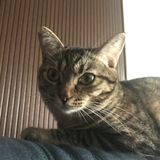 MATLAB使い