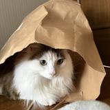 さとうにた