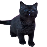 くぽお