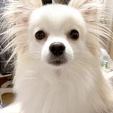 pom_DTP