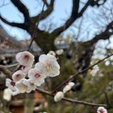 晴れまる