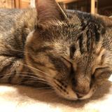 犬猫ニャンでも相談室