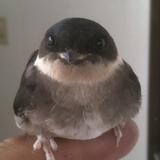 隻腕のたけし