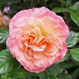 roseangela