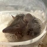 Omochiデザイン