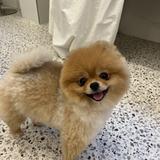 pomeraniaaan0120