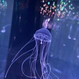 りょうた　慶医