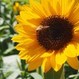 PiyoHaru_Honey