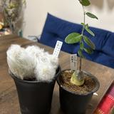 鍋うがいのジェフ