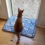 もぐりねこ