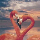 紅 鶴