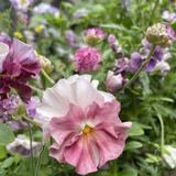 In My Garden