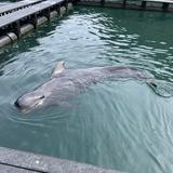 七海るる