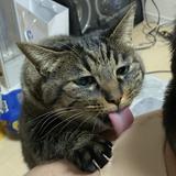 だおこかまぼこ