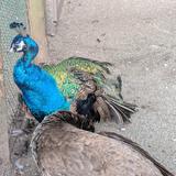 sumomo111