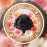 黒ダイア