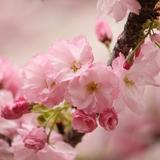 天織り☆